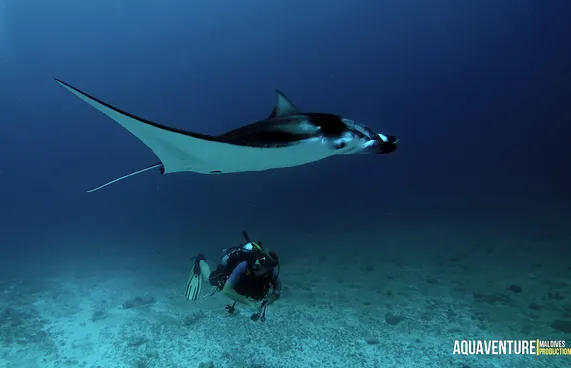 ޑީކޯވެގެން ގެނައި ދެ މީހުން ބަނޑޮހުގެ ޗެމްބަރަށް