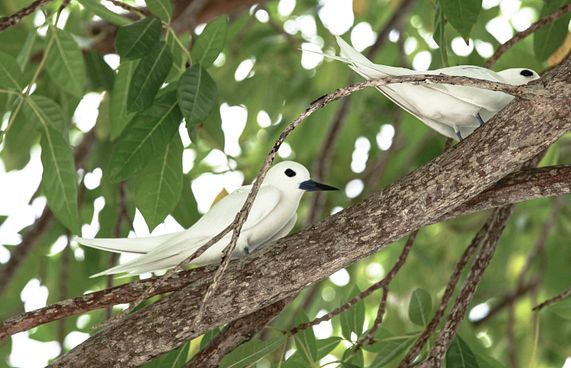 އައްޑޫ ރަމްޒުކޮށްދޭ ދޮންދީނި ކާޅާ ހެދި ނެތިހިނގައިދާނެ