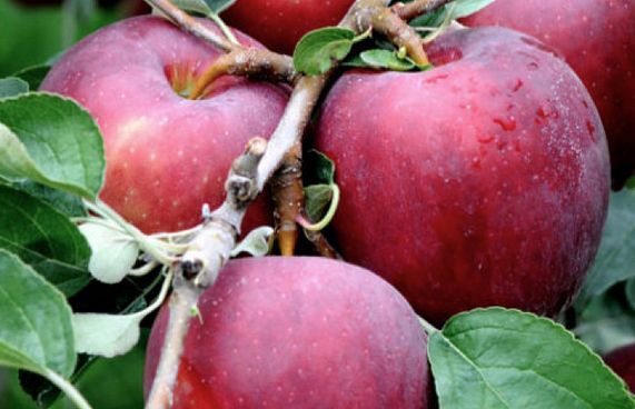 އާ ވައްތަރެއްގެ އާފަލެއް، ހަލާކުނުވެ 1 އަހަރު ހުރޭ