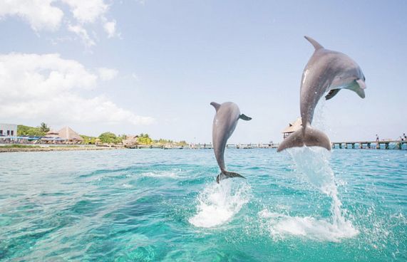 ދާޖަހާތީ ކޯމަހުގެ އާބާދީ 90 ޕަސެންޓް ދަށަށް