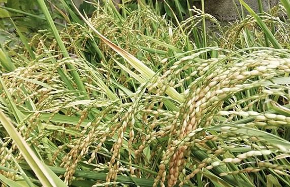 ކުރިނބީން ވެސް ދަނޑު ހައްދަން ބިން ދޫކުރަނީ