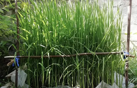 ވައިކަރަދޫގައި ހަނޑޫ ހައްދައި މަސައްކަތް ފުޅާކުރަނީ