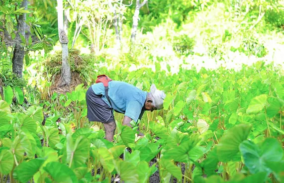 ހައްދަންވީ ހަނޑުލެއް ނޫން، ފަލަމަޑީގެ ބާވަތްތައް