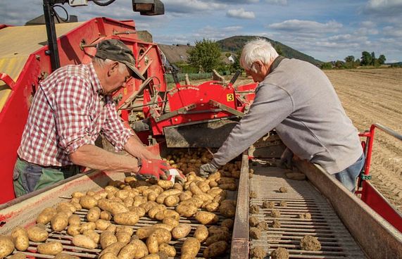 ބެލްޖިއަމް މީހުން އެދެނީ ގިނައިން ޕޮޓޭޓޯ ޗިޕްސް ކާން