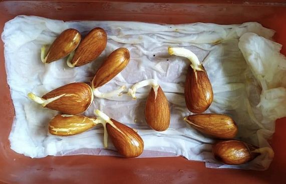 ވައިކަރަދޫގައި އާމަންޑް ގަހެއް ފަޅުވައިފި