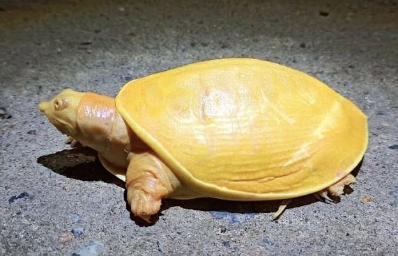 ރީނދޫ ކުލައިގެ ކަހަނބެއް