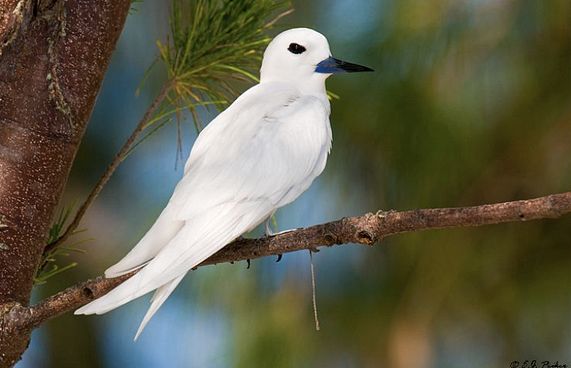 ދޮންދީނި ހިމާޔަތްކުރަން ކާޅު މެރުމުގެ ލަފަޔަކަށް އެދެފި