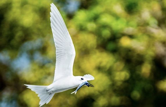 ދޮންދީނީގެ އާބާދީ ބަލަން އައްޑޫގައި ސާވޭއެއް