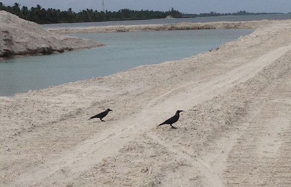 އައްޑޫން ކާޅު ނައްތާލަން ހުއްދަަ ދީފި