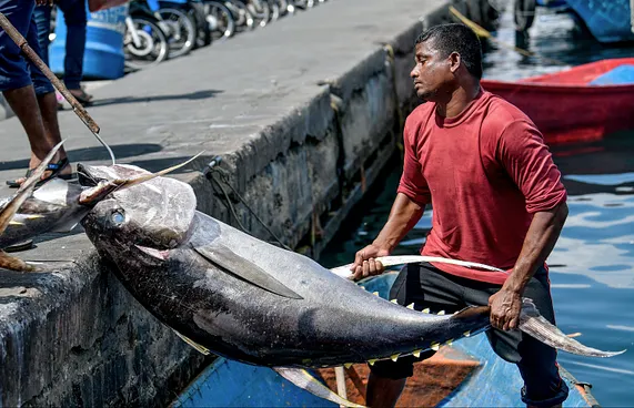 ކަނޑުމަހުން ނަގާ ޑިއުޓީ މެދުކަނޑާލަން ޔޫކޭ އިން ނިންމައިފި