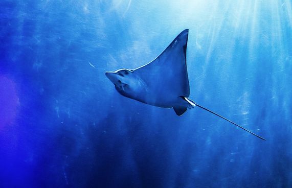 މަޑިތަކަށް ގޯނާކުރާތީ އީޕީއޭގެ އިންޒާރެއް!