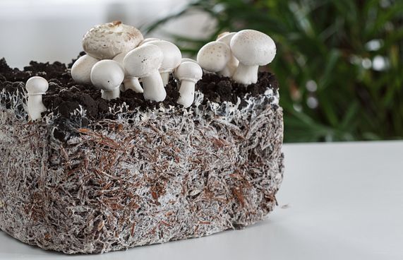 މަޝްރޫމުން ސިމެންތި ހެދިދާނެ