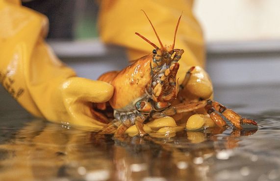 ބަނާނާ: ރީނދޫ ކުލައިގެ އިއްސެއް