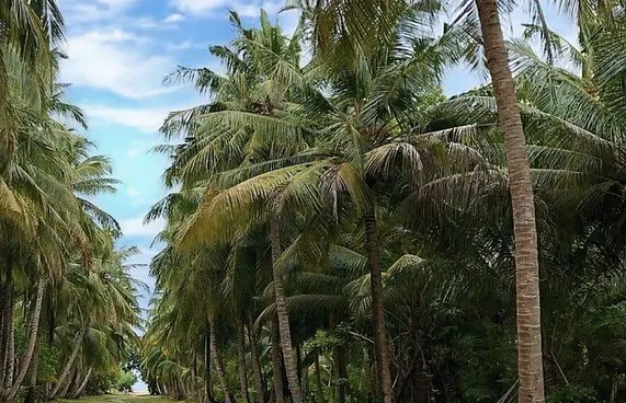 ބާރަށުގައި ފަތްކެޔޮ އިންދަން ގަސް ކަނޑާ މައްސަލަ ބޮޑުވެއްޖެ