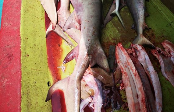 މިޔަރުގެ ވަގު ވިޔަފާރި ފުޅާވާކަން ފާހަގަވޭ: ފިޝަރީޒް