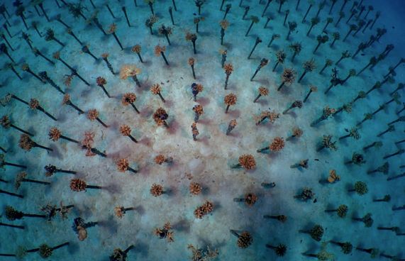 ސަމާ އައިލެންޑް ރިސޯޓު، ގިނީސް ވޯލްޑް ރެކޯޑް ފޮތަށް