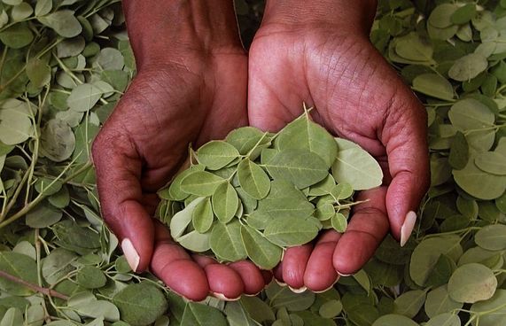 ތެލުލިފަތެއް ނޫން؛ ކާންވީ ތާޒާ މުރަނގަފަތް