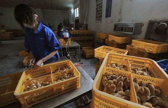 ދޫނިރޯގާގެ ނާދިރު ވައިރަހެއް ޗައިނާ މީހަކަށް ޖެހިއްޖެ