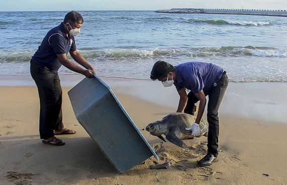 ލަންކާގެ ގޮނޑުދޮށަށް ބޮޑު މަހާއި ވެލާ ލައްގަނީ