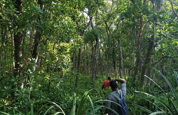 އާދަޔާޚިލާފު ރީތި ކޭލަކުނަށް އިކޯ ޓޫރިޒަމް