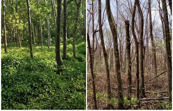 ރާއްޖޭގެ ހަމައެކަނި ޖަންގަލި މަރުވެ ނެތިދަނީ!