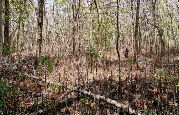 ކަނޑޫފާތައް ބަލިކަށިކޮށްލާ ފަންގަސްއެއް ފެނިއްޖެ