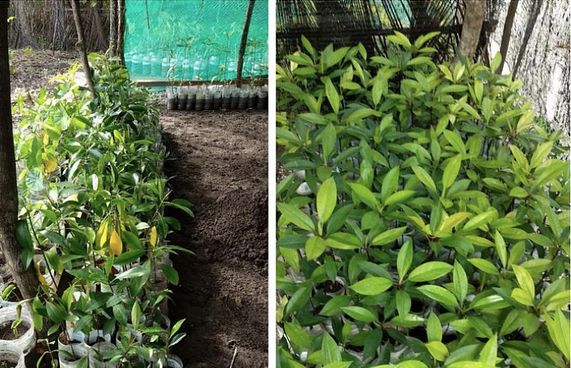 މަރުވަމުންދާ ކެލާގެ ކަނޑޫފަލަށް އާ އުންމީދެއް!