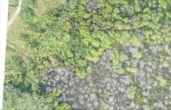 ކެލާގައި ކަނޑޫ ހޮވުން މަނާކޮށްފި