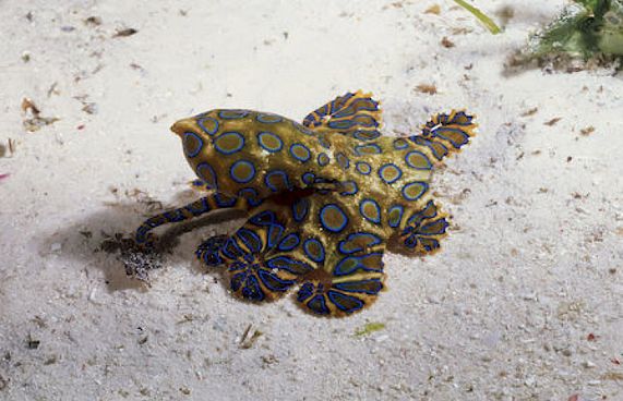 ނުރައްކާ ބޯވައެއް ފެންނާތީ ސަމާލުވާން އެދިއްޖެ