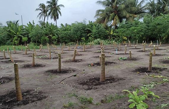 ކާށިދޫގައި 115 ފަޅޯގަސް ކަނޑާލައި ގެއްލުން ދީފި