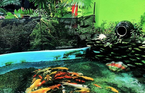 މަރުގެ ދައުވަތެއް: މަސްފެންގަނޑުތަކަށް ސަމާލުވޭ!