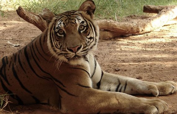 އެންމެ ދުވަސްވީ މިނިކާވަގަށް 26 އަހަރު