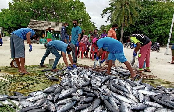 ނޮޅިވަރަމަށް 1.2 ޓަނުގެ ރޯމަސް ހަދިޔާކޮށްފި
