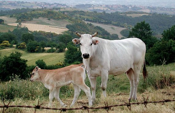 ކުއްތާއަކަށް އަނިޔާކުރި މީހަކު "ސައިޒްކުރީ" ގެރިއެއް