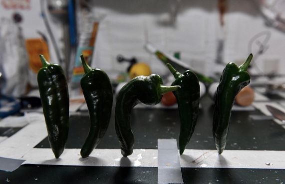 ޖައްވީ ސްޓޭޝަންގައި މިރުސް ވެސް ހައްދައިފި