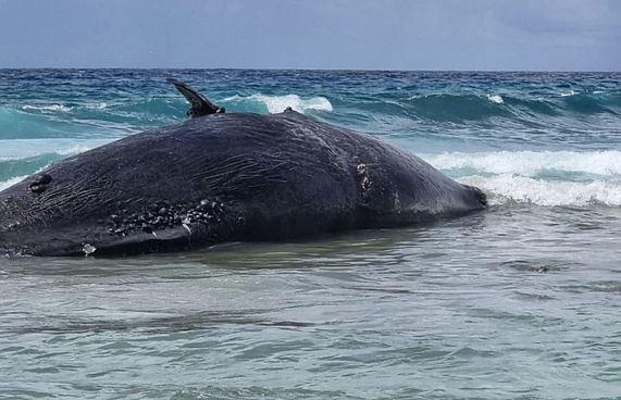 މަރުވެފައި އޮތް ބޮޑު މަހެއް ހިތަދުއަށް ލައްގައިފި
