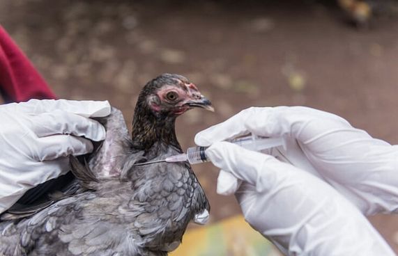 އޭޝިޔާ، ޔޫރަޕްގައި ހަލުވިކަމާ އެކު ދޫނި ރޯގާ ފެތުރެނީ