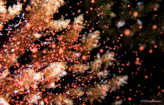 މުރަކަ އާލާ ކުރުމުގެ އާ އުކުޅަކާއެކު އުންމީދު!