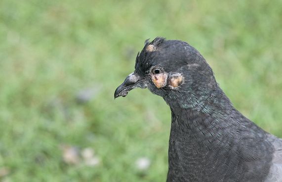 ކޮތަރުތަކަށް ޖެހުނީ ކޮން ބައްޔެއްތޯ ބަލަނީ