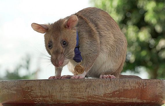 ރިކޯޑް ލިބުނު މީދާ މަރުވެއްޖެ