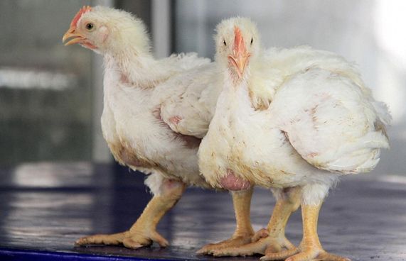 އައްޑޫގެ ކުކުޅުފާމުން ދުވާލަކު 1،000 ކުކުޅު