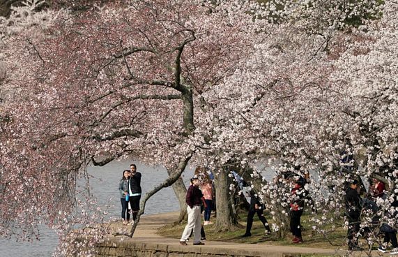 ވޮޝިންގްޓަން އަށް "ޗެރީ ބްލޮސަމް" އަތުވެއްޖެ