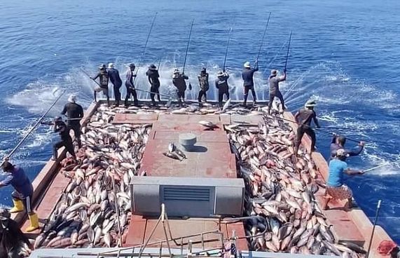 މަސްގަންނަ އަގު ބޮޑުކުރާތީ އެކްސްޕޯޓަރުންގެ ކަންބޮޑުވުން