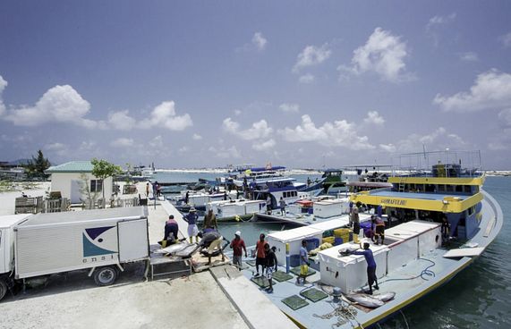 25ރ.ގެ މަގުން މަސް ގަނެވޭކަށް ނެތް: އެންސިސް