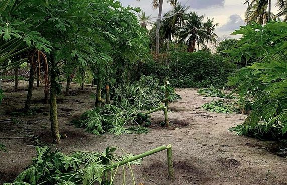 ދަރަނބޫދޫގައި އިތުރު ދަނޑަކަށް ގެއްލުން ދީފި