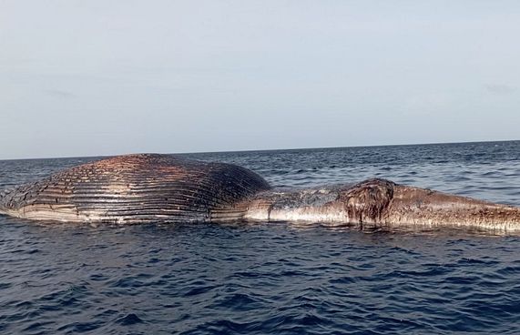 ވ. އަތޮޅު ފަޅެއް ކައިރިން ބޮޑުމަހެއް އޮޔާދަނީ