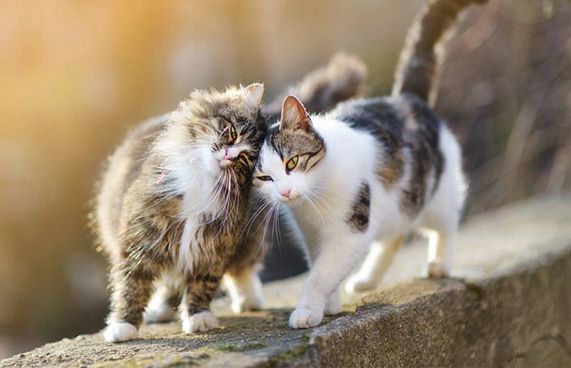 އުނދަގޫ ބޮޑުވެ، ހިތާދޫގައި ބުޅާ ނައްތާލަނީ