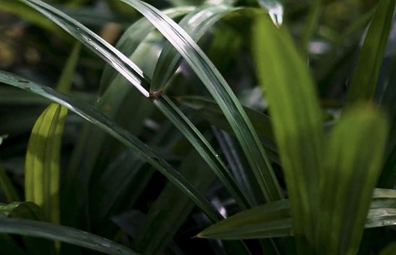 ހިޔާ ފްލެޓްތައް ކައިރީގައި ހިކަނދިފަތާއި ރާނބާފަތް!