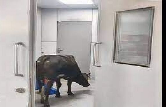 އިންޑިއާގެ ހޮސްޕިޓަލެއްގެ އައިސީޔޫގައި ގެރިއެއް