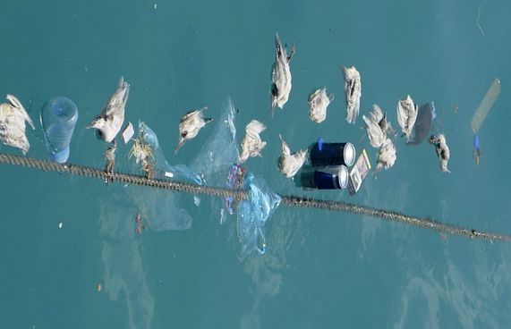 މަރުވެފައިވާ ވައްލަތަކެއް މާލޭގެ ފަޅުތެރެއިން ފެނިއްޖެ